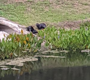sea otters