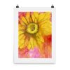 Print – Sundrop