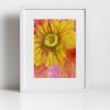 Print – Sundrop