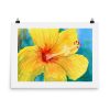 enhanced-matte-paper-poster-in-18x24-transparent-640281f1be6d2.jpg Print - Yellow Hibiscus
