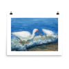Print - White Ibises Fishing