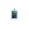 Print - Aloe Vera