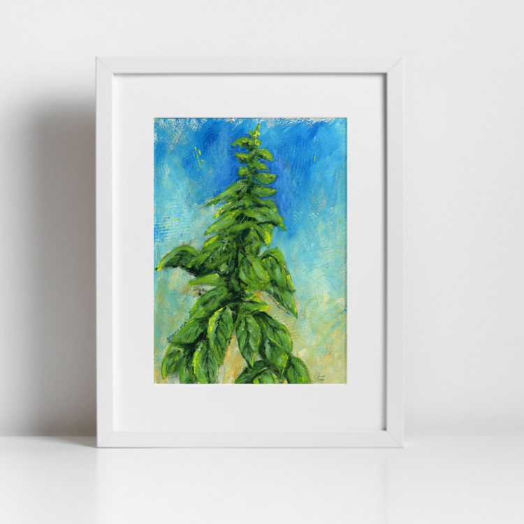 Italian Basil, print