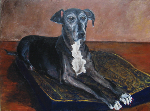 pet portrait of harley
