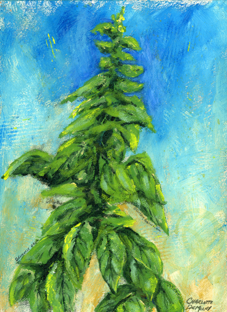 2024004web painting of italian basil