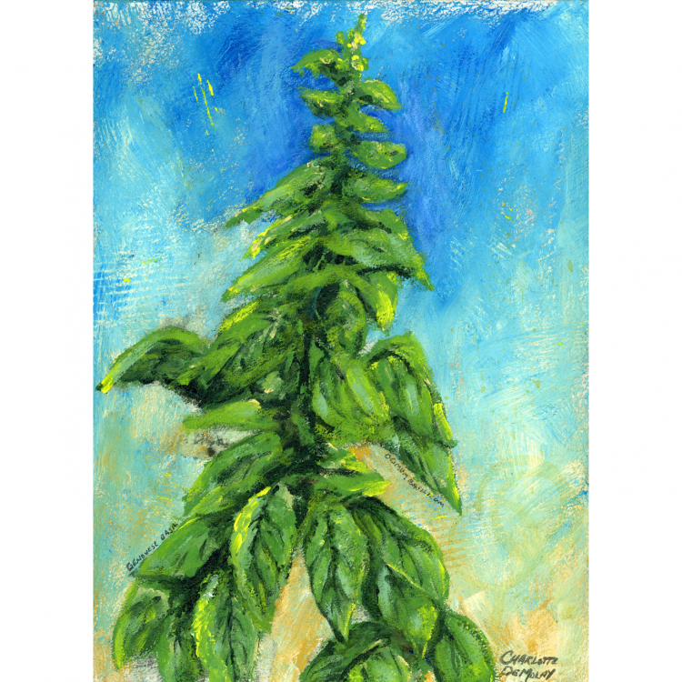 2024004woo Italian Basil