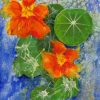 Nasturtium