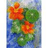 nasturtium