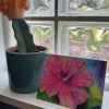 Tropical Brights | Notecards