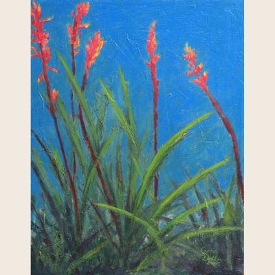 Red Yucca