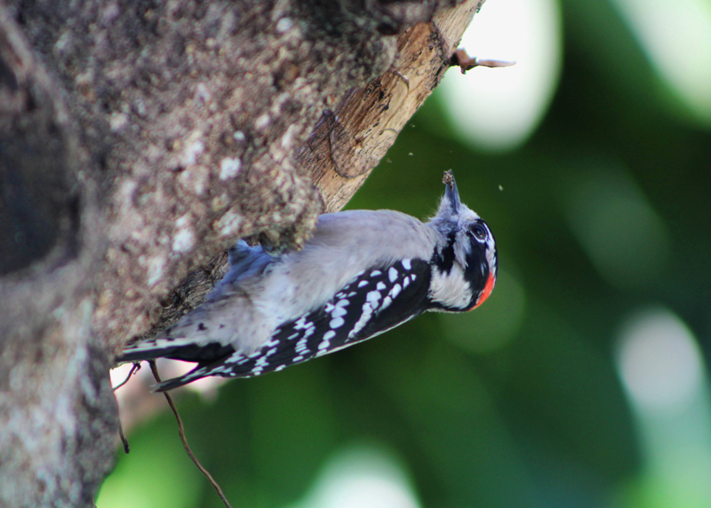 Downy woodpecker
