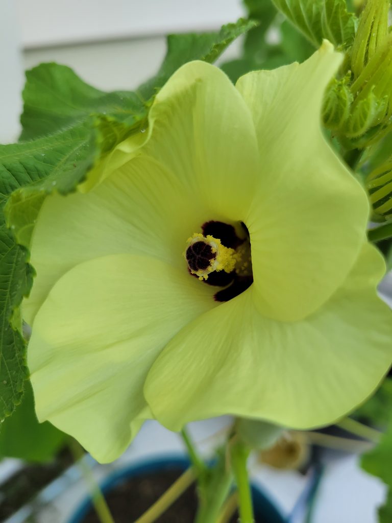 inspiration photo for acrylic okra painting